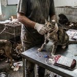 sangue-esta-sendo-coletado-de-qualquer-animal,-sem-rastreio-e-com-risco-de-contaminacao-em-massa-e-morte